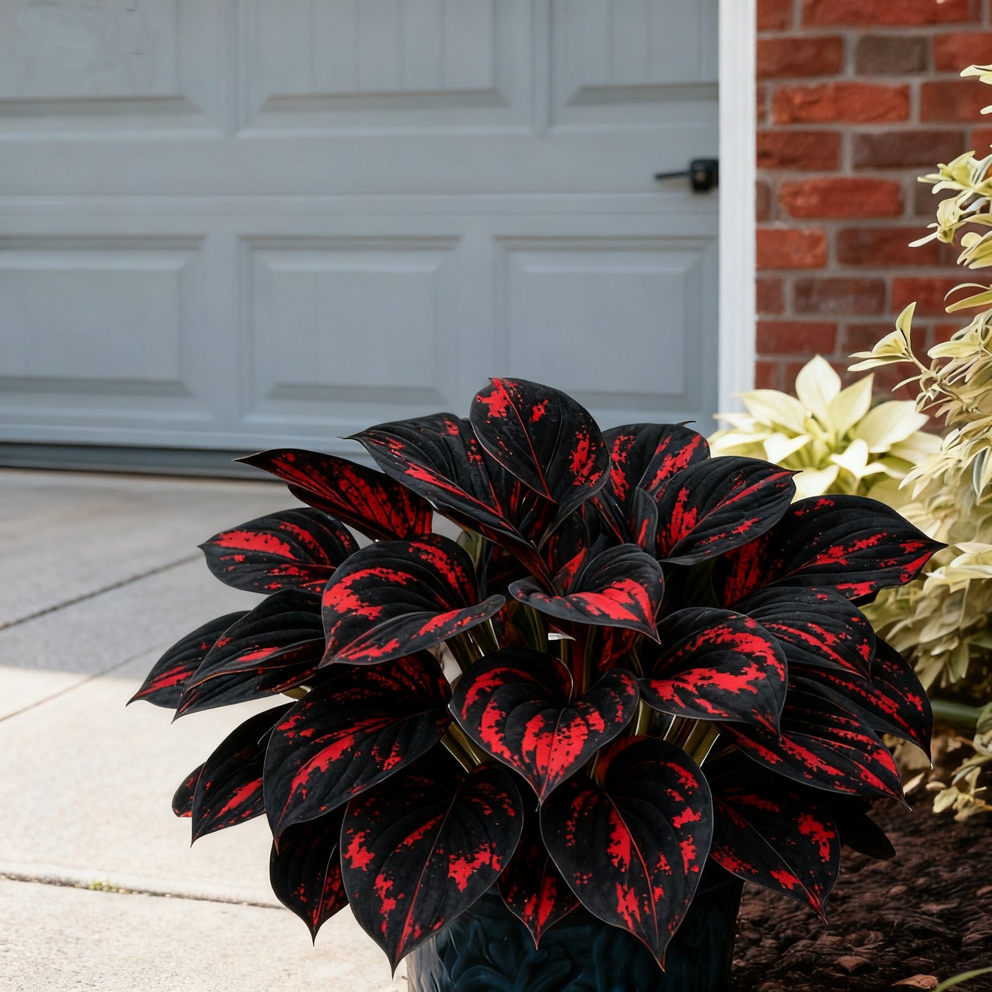 🔥Celebrate America's 250th 🌱Premium Rare Hosta Seeds🌿Shade-Tolerant Plant