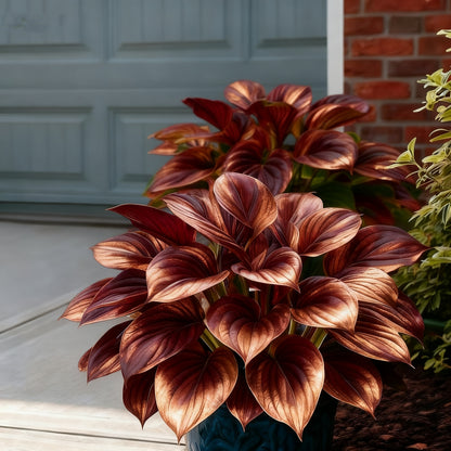 🔥Celebrate America's 250th 🌱Premium Rare Hosta Seeds🌿Shade-Tolerant Plant