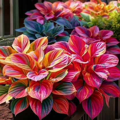 🔥Celebrate America's 250th 🌱Premium Rare Hosta Seeds🌿Shade-Tolerant Plant