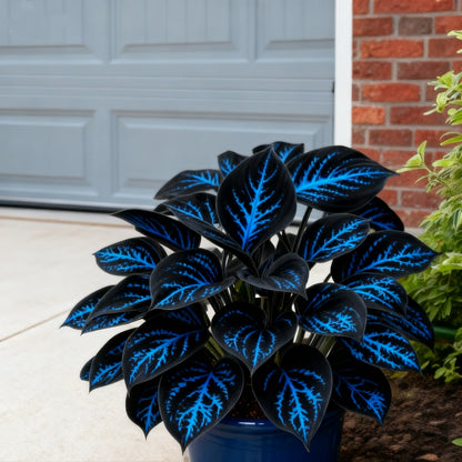 🔥Celebrate America's 250th 🌱Premium Rare Hosta Seeds🌿Shade-Tolerant Plant